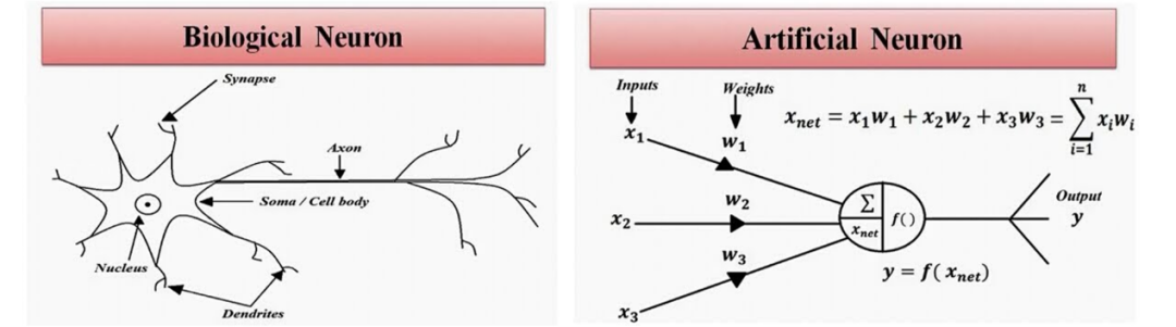 生物神经元（左）与人工神经元（右）对比.png