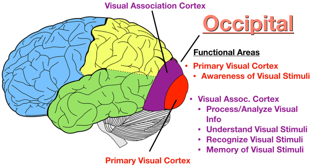 大脑皮层中的视觉信号中枢.png